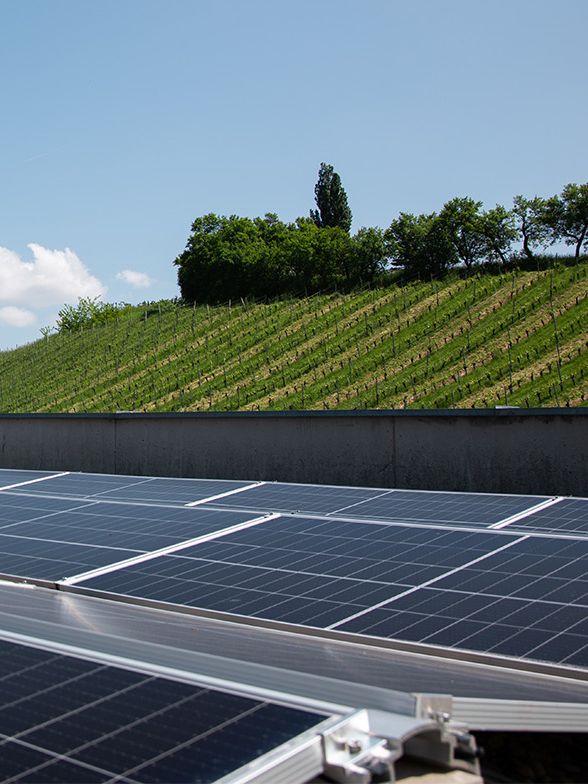 Photovoltaic system with vineyard in the background