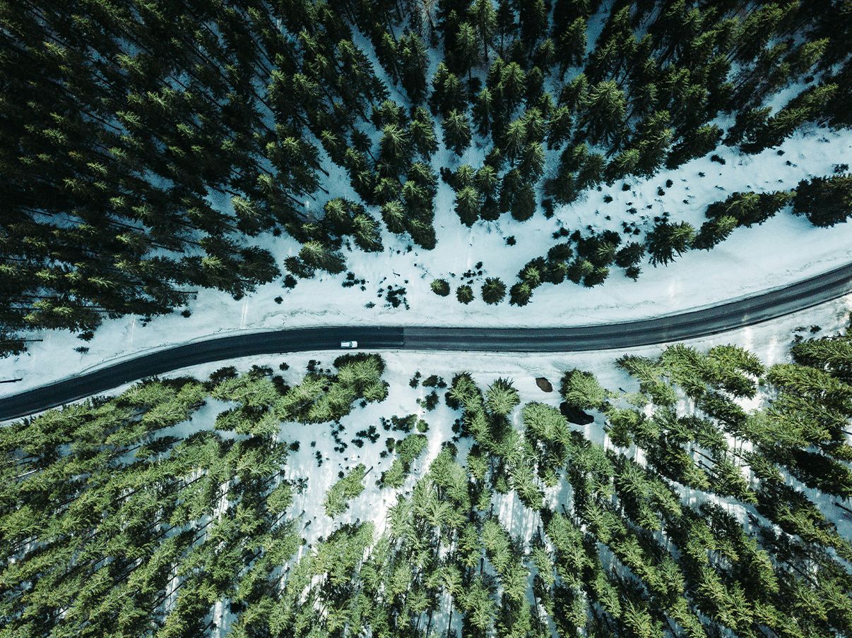 Coniferous forest with snow from a bird's eye view